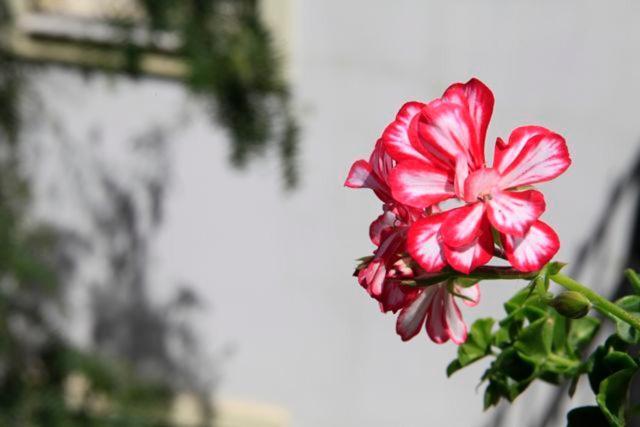 Emelce Apart Bodrum Exterior photo